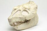 Fossil Oreodont (Merycoidodon) Skull - South Dakota #207470-5